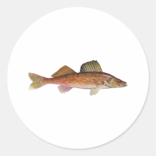 Adesivo Walleye