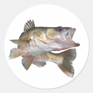 Adesivo Walleye da pesca