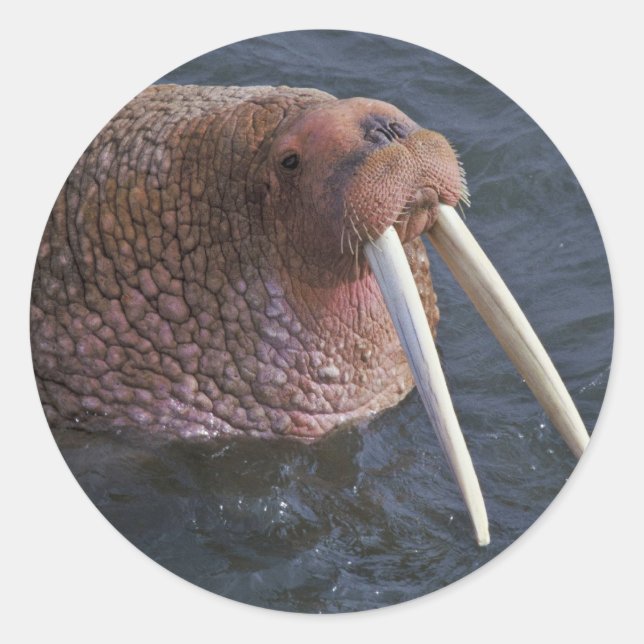 Adesivo Walrus no Refúgio Nacional de Vida Selvagem em Tog (Frente)