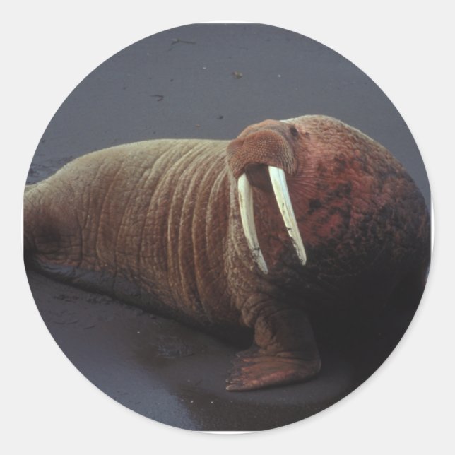 Adesivo Walrus Stickers (Frente)