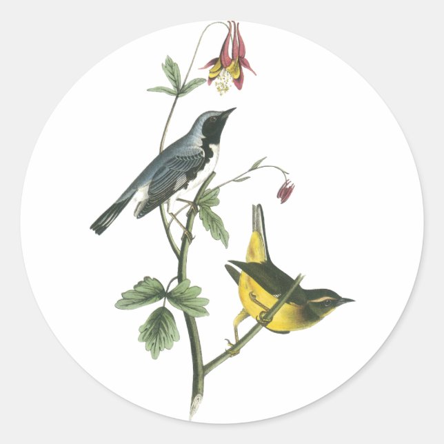 Adesivo Warbler Azul de Garganta Negra, John Audubon (Frente)