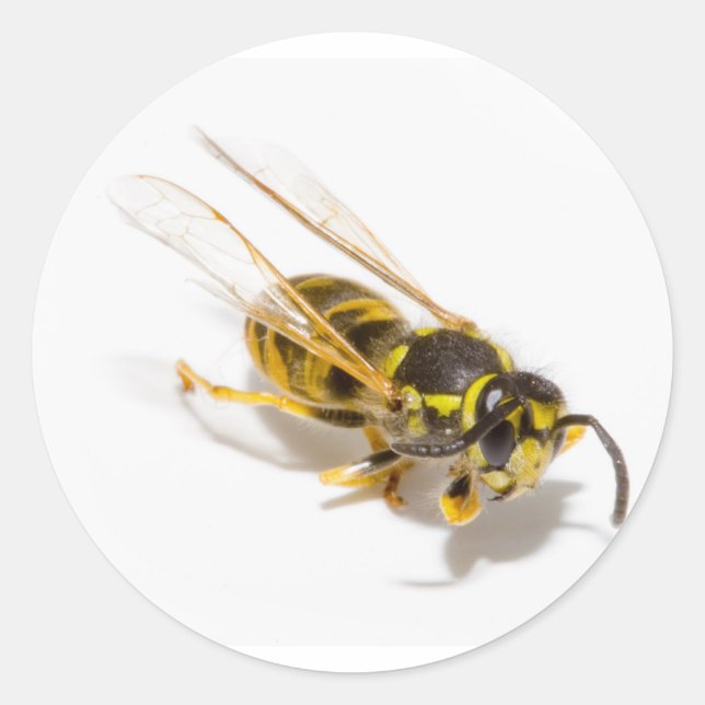Adesivo Wasp (Frente)
