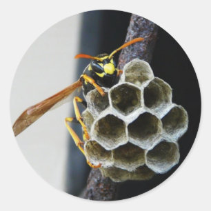 Adesivo Wasp Nest e Worker