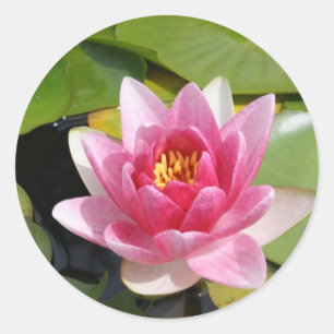 Adesivo Waterlily ensolarado