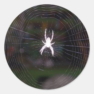 Adesivo Web Aranhas