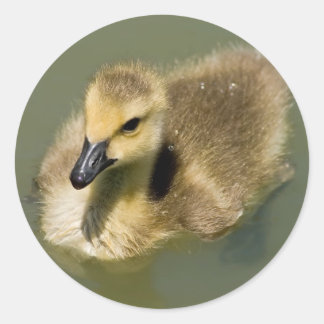 Adesivo Wee Goose Natation
