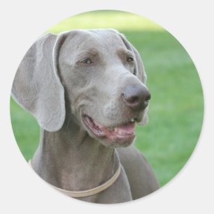 Adesivo Weimaraner
