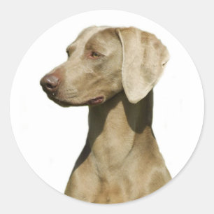 Adesivo Weimaraner