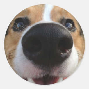 Adesivo Welsh Corgi Dog Nose Collection