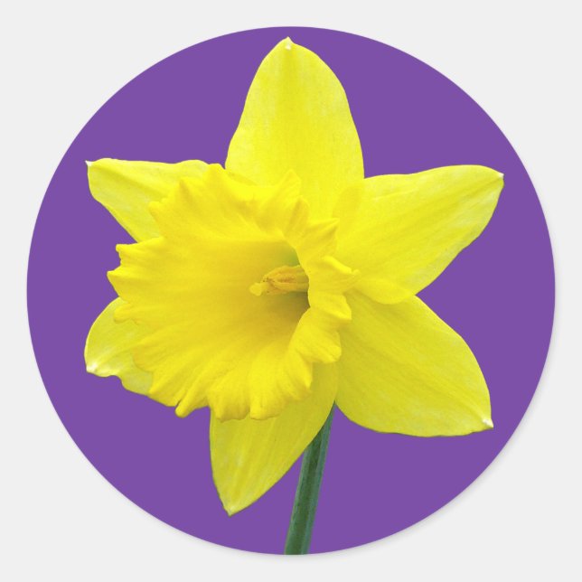 Adesivo Welsh Daffodil - II (Frente)