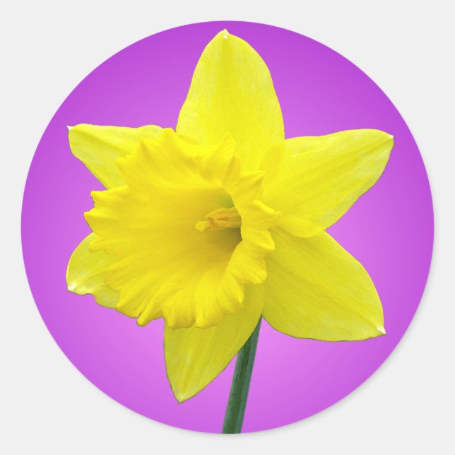 Adesivo Welsh Daffodil - III (Frente)