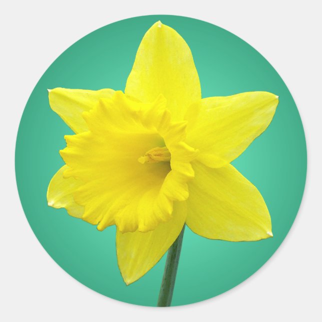 Adesivo Welsh Daffodil - IV (Frente)