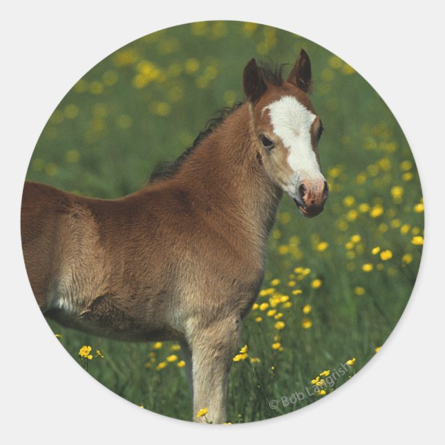 Adesivo Welsh Foal (Frente)
