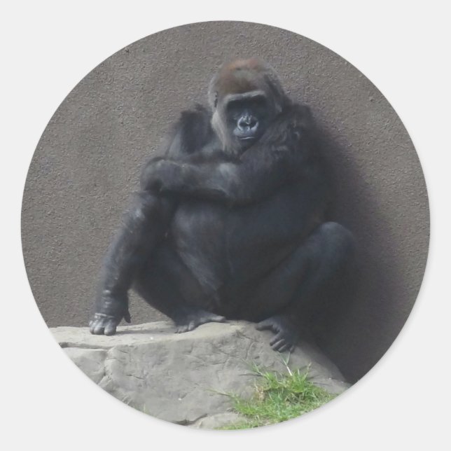 Adesivo Western Lowland Gorilla #2 Stickers (Frente)