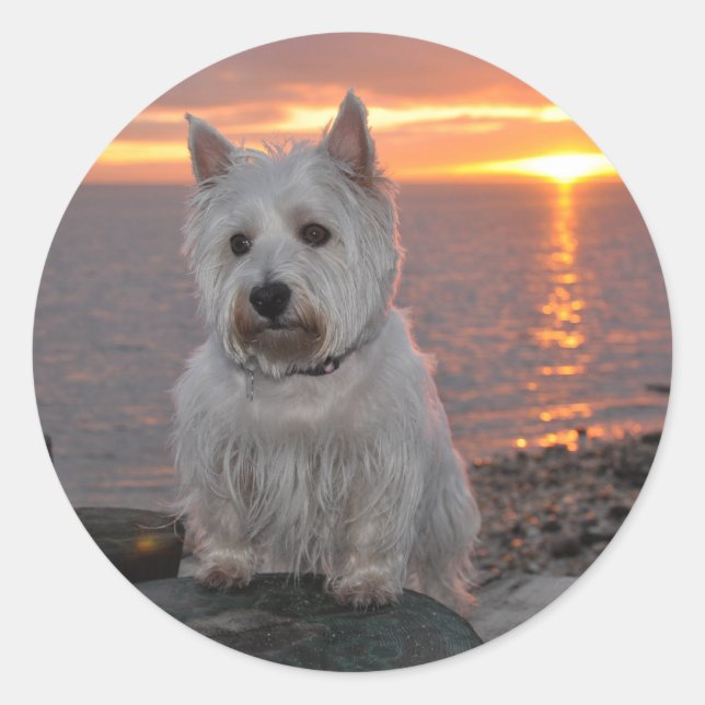 Adesivo Westie Sunset (Frente)