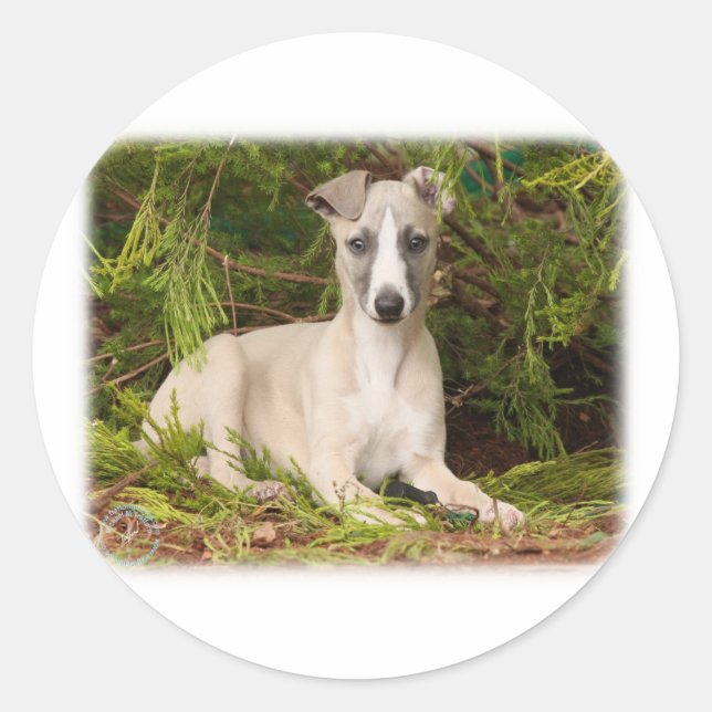 Adesivo Whippet 9Y563D-005 (Frente)