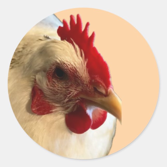 Adesivo White Australorp Hen Sticker (Frente)
