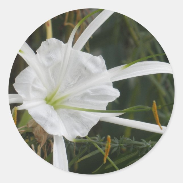 Adesivo White Beach Spider Lily Lily Lily Foto Flor (Frente)