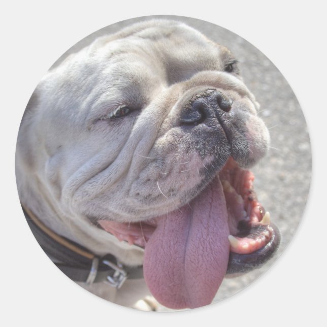 Adesivo White Buldog Feliz (Frente)