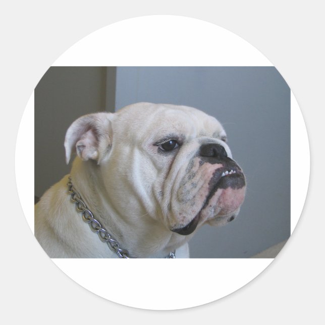 Adesivo White Bulldog.png (Frente)