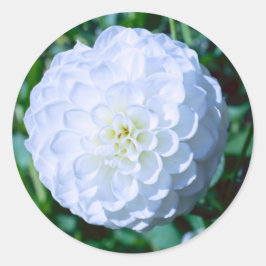 Adesivo White Dahlia Sticker