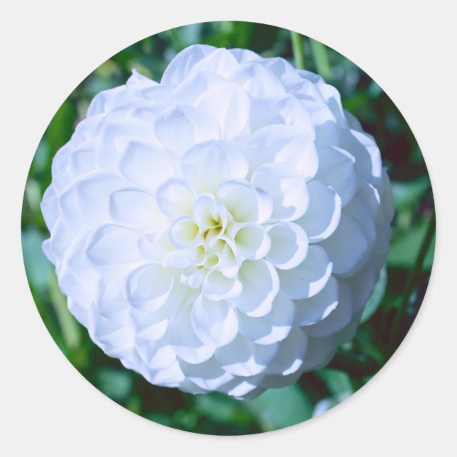 Adesivo White Dahlia Sticker (Frente)