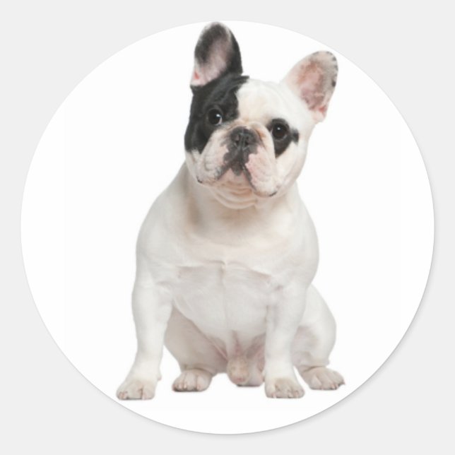 Adesivo White French Buldogue Puppy Dog Black Eye (Frente)