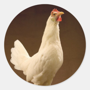Adesivo White Leghorn Hen