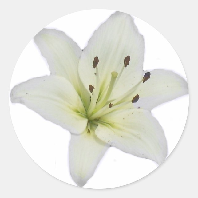 Adesivo White Lily (Frente)