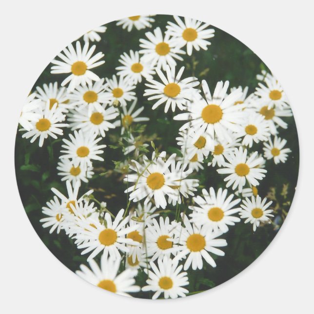 Adesivo White Oxeye Daisy Meadow (Frente)