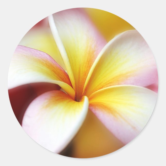 Adesivo White Plumeria Frangipani Hawaii Flor Havaiano (Frente)
