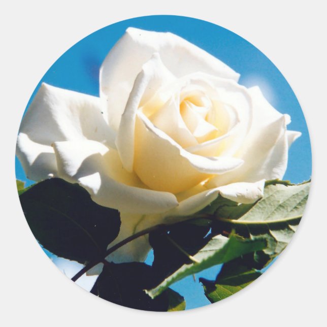 Adesivo White Rose Beauty (Frente)