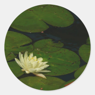 Adesivo White Waterlily I Peaceful Floral Fotografia