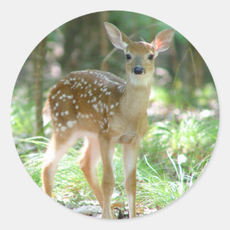 Adesivo Whitetail Deer Fawn Sticker