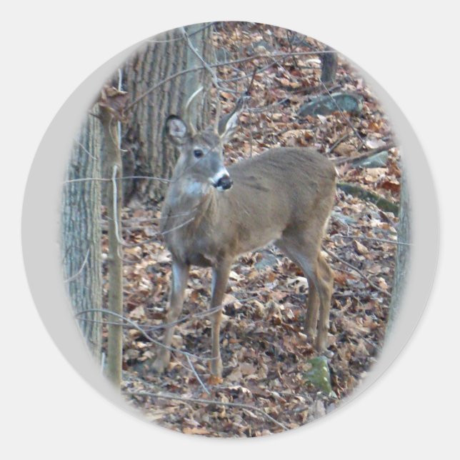 Adesivo Whitetail Deer Spike Buck (Frente)