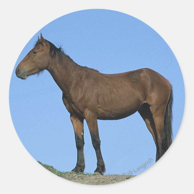 Adesivo Wild Mustang Horse (Frente)