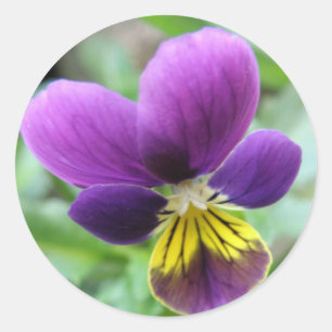 Adesivo Wild Pansy Sticker
