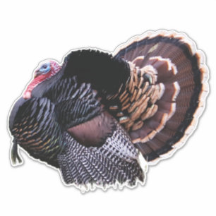Adesivo Wild Turkey