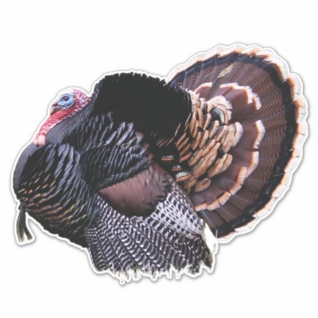 Adesivo Wild Turkey (Frente)