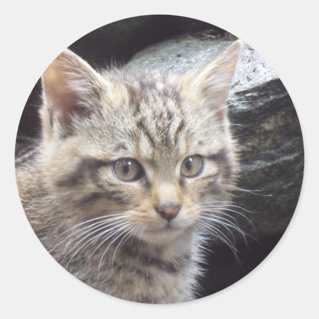 Adesivo Wildcat escocês (Frente)