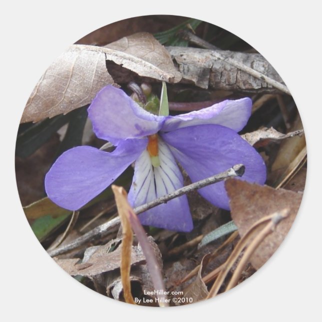 Adesivo WildFlowers Birds-Foot Violet Hot Primaveras AR Pr (Frente)