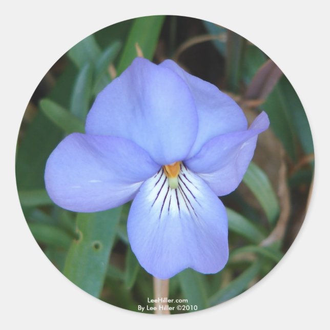 Adesivo WildFlowers Birds-Foot Violet IV Hot Primaveras Pr (Frente)