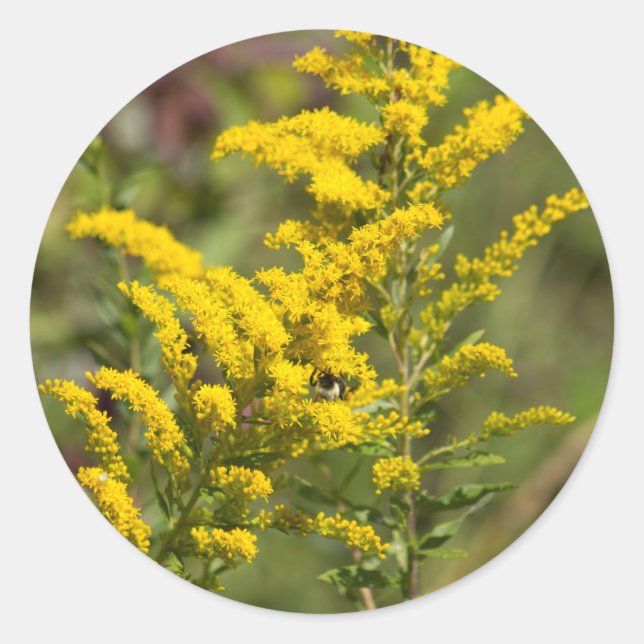 Adesivo Wildflowers Goldenrod (Frente)