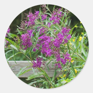 Adesivo Wildflowers roxos do Ironweed - gigantea de