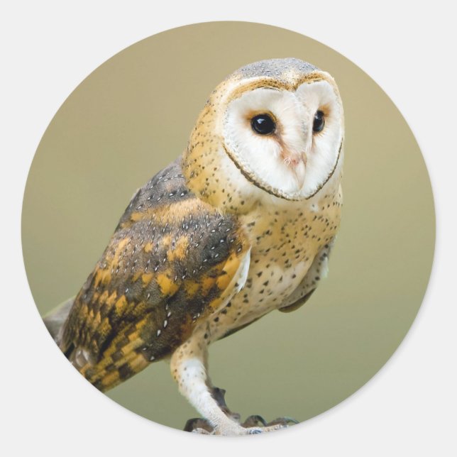 Adesivo Wildlife Barn Owl Photo (Frente)