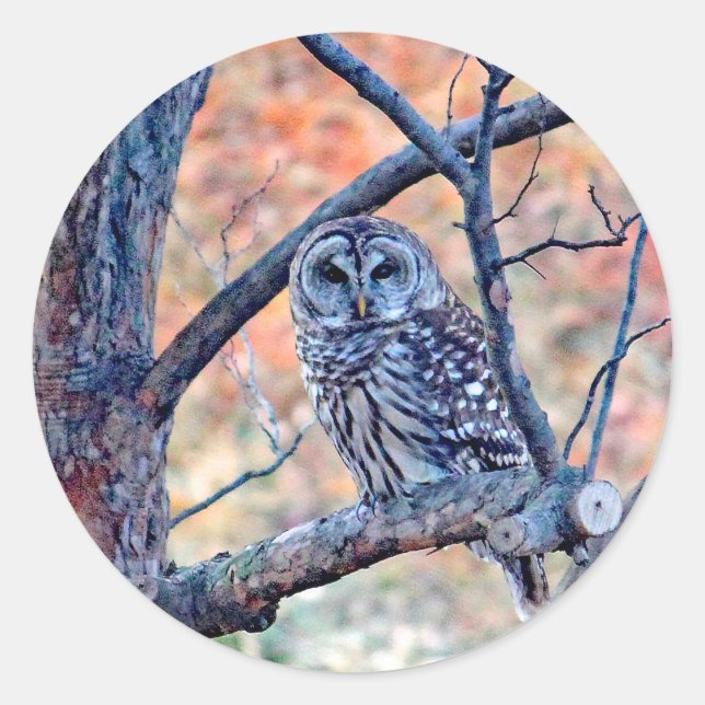 Adesivo Wildlife Barred Owl Tree Photo (Frente)