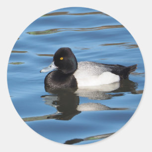 Adesivo Wildlife Black and White Duck Foto Scaup