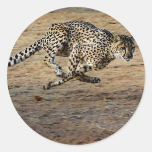 Adesivo Wildlife Cheetah Running Photo
