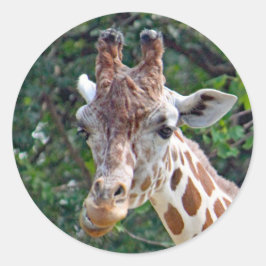 Adesivo Wildlife Giraffe Foto
