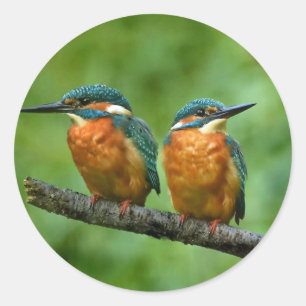 Adesivo Wildlife Kingfisher Foto